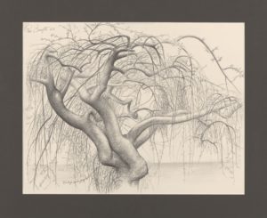 Tree 1963